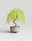Beaded Bonsai Kit